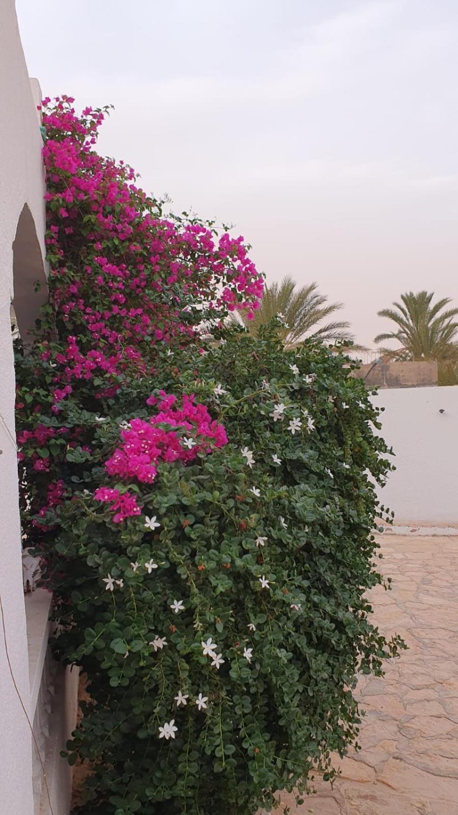 Residence Nour Douz Dış mekan fotoğraf